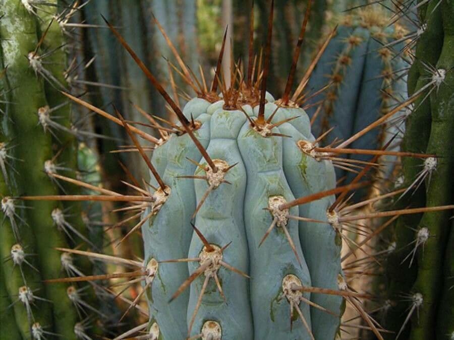 Browningia 9