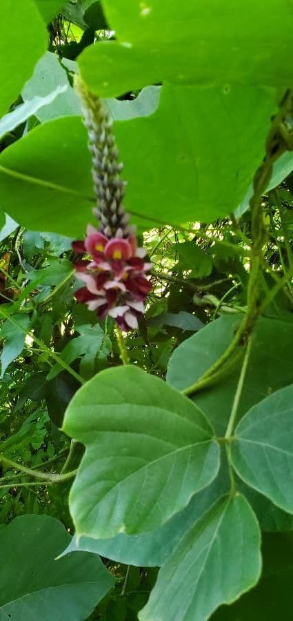 Kudzu 4