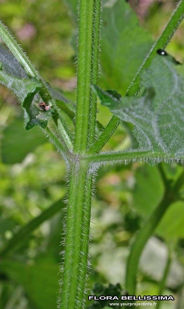Salvia verticillata 23