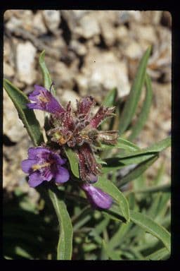 Penstemon 4