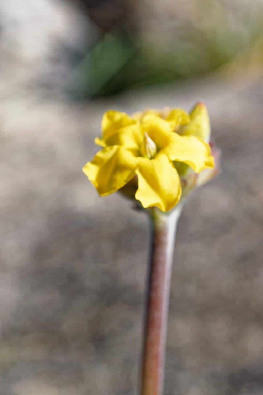 Pachypodium