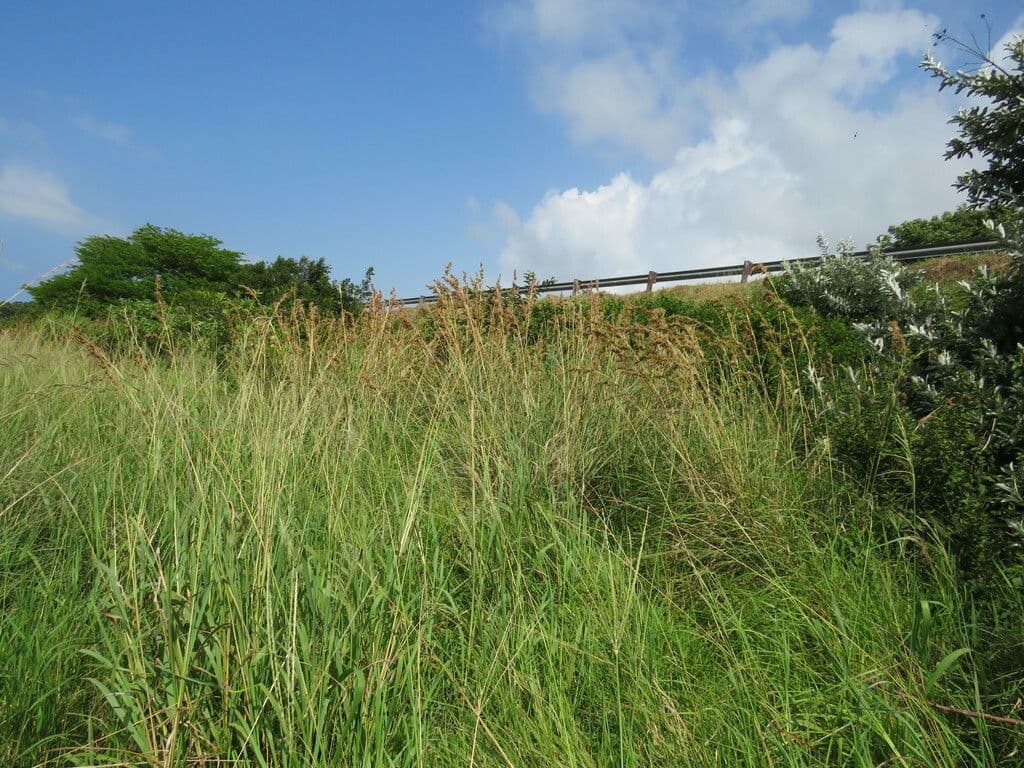 Cymbopogon caesius