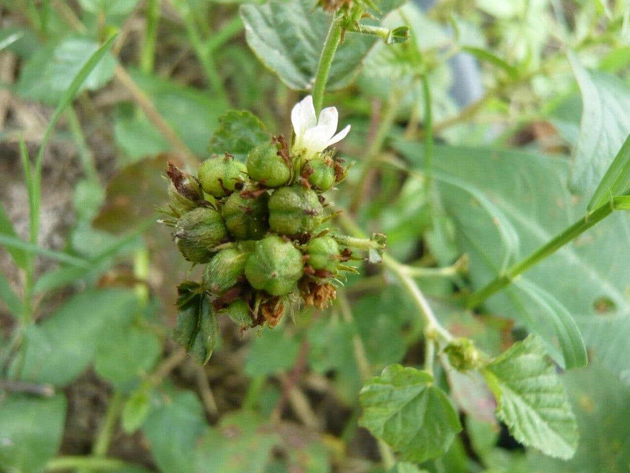 Melochia