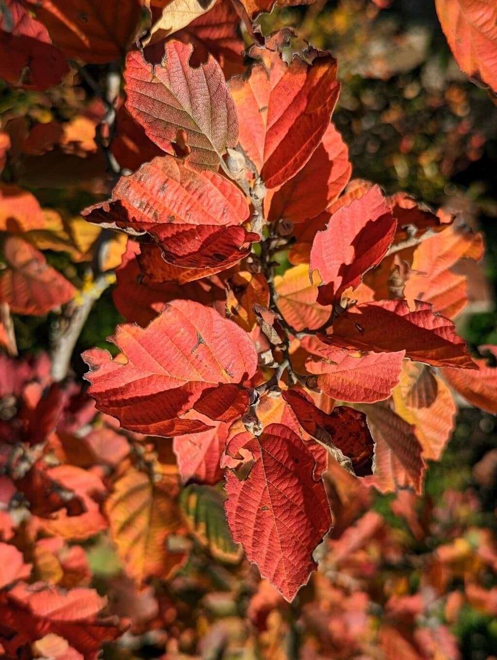 Fothergilla di Garden 20