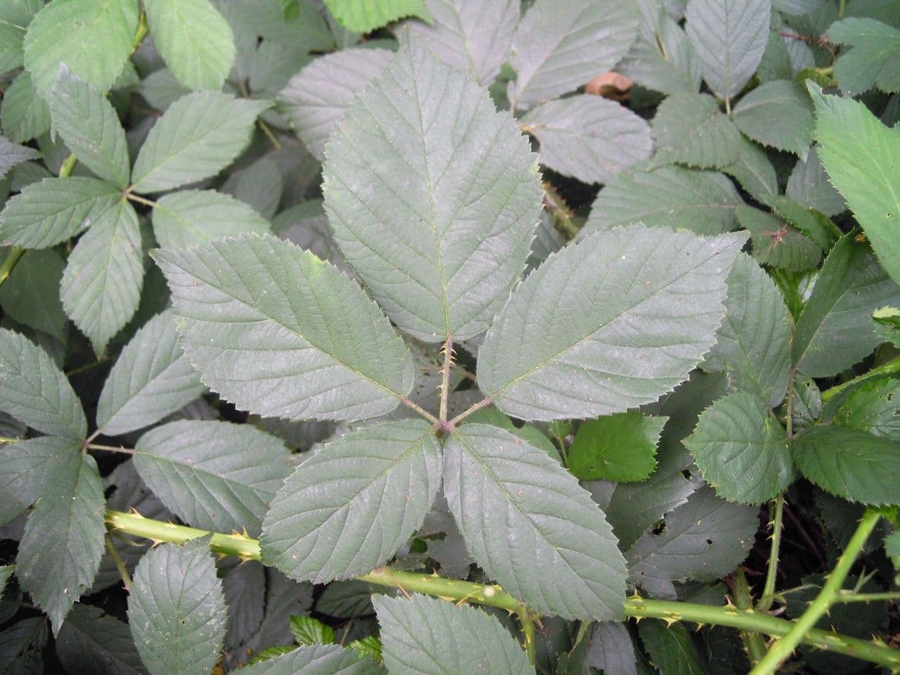 Brombeere 11