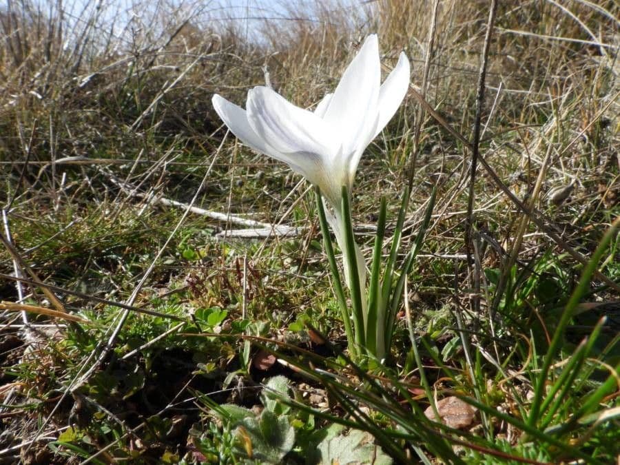 Crocus 6
