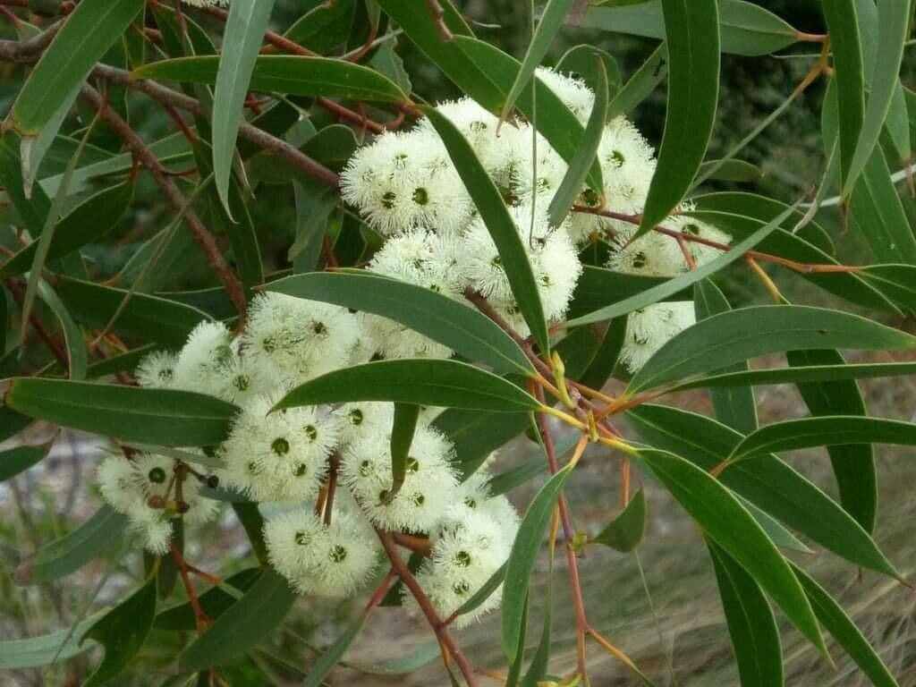 Eucalyptus microcarpa 2