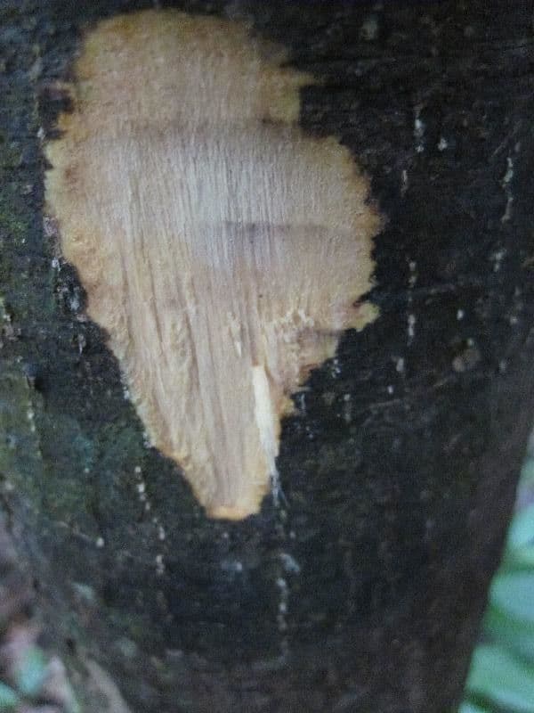 Eschweilera coriacea 18
