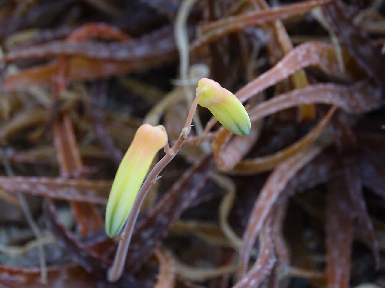 Aloe 3
