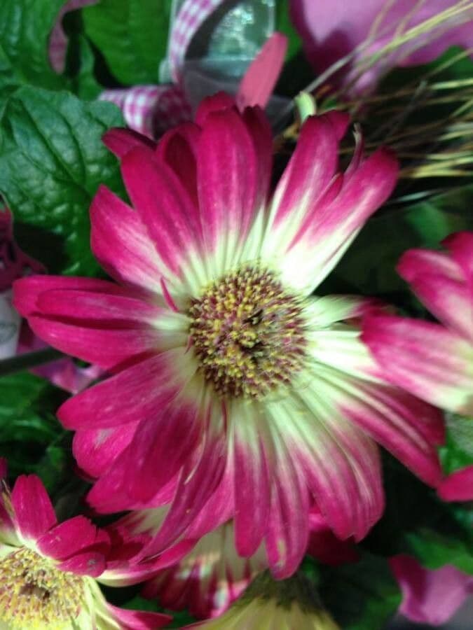 Gerbera Jamesonii 6