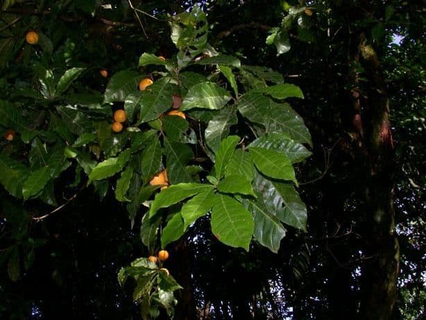 Pouteria durlandii 23