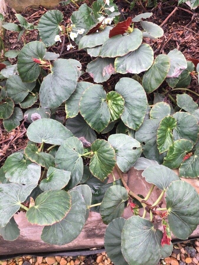Begonia