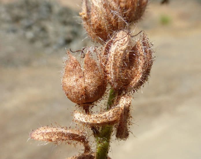 Facelia Bolandera