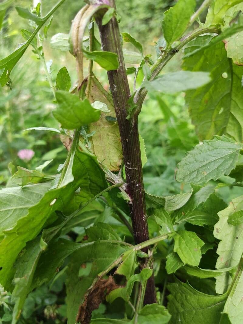Senecione erratico 22