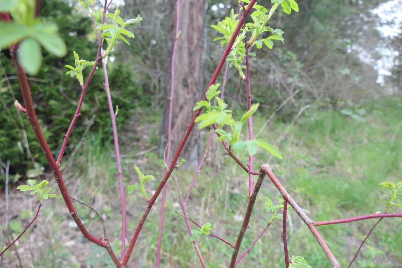 Büschelrose 2