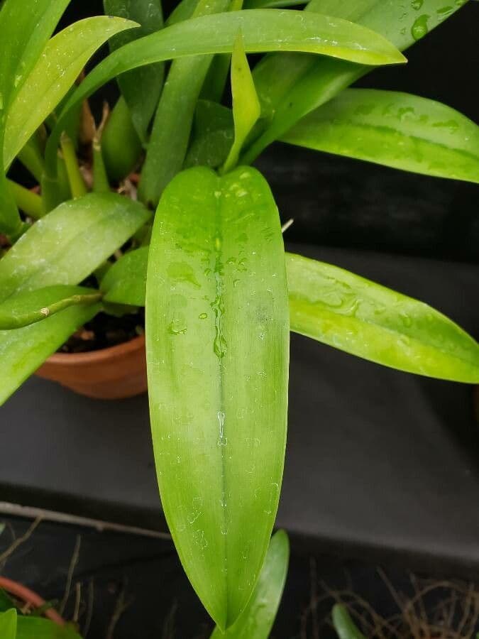 Orchidea conchiglia 7