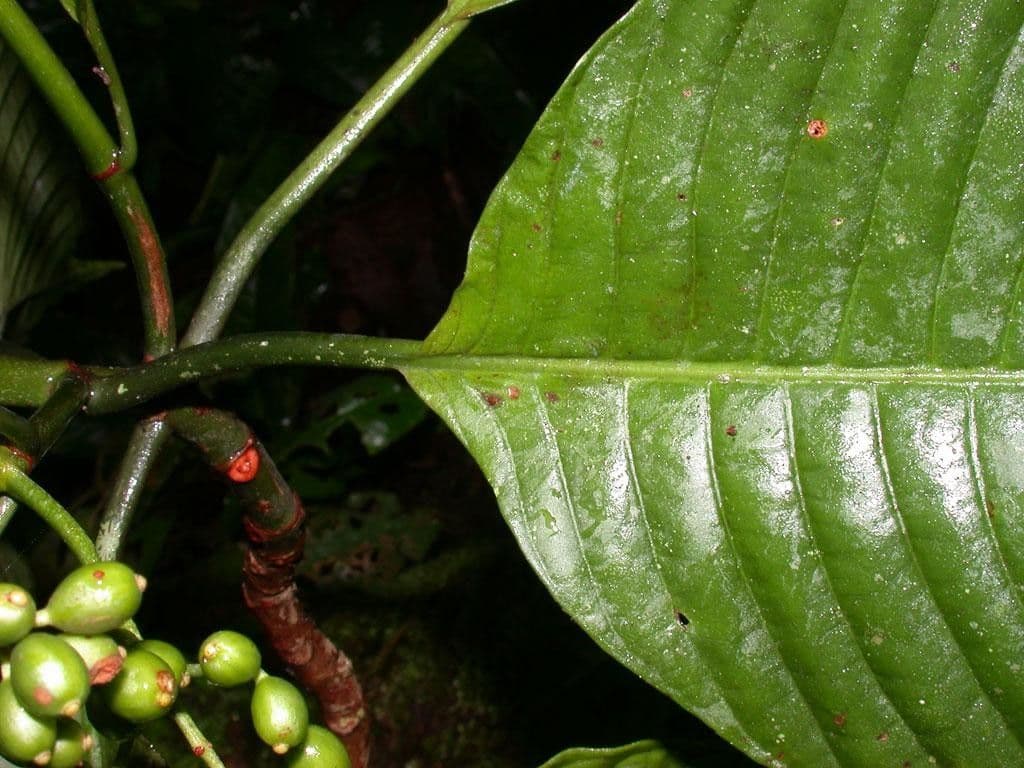 Psychotria 15