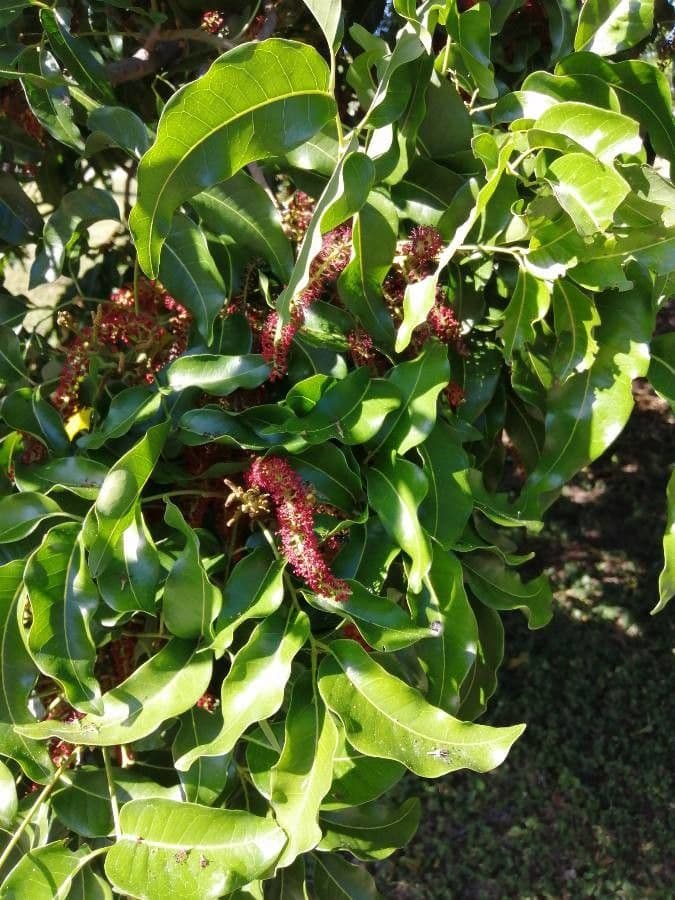 Elattostachys 20