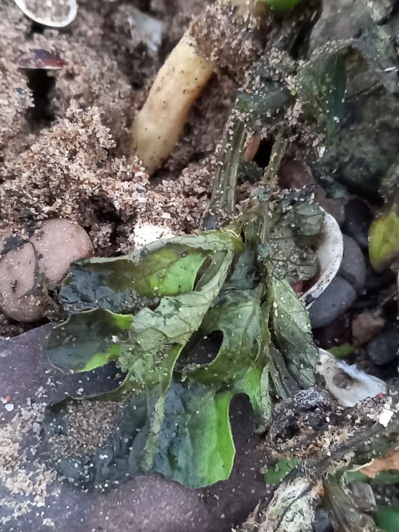 Anguria 18