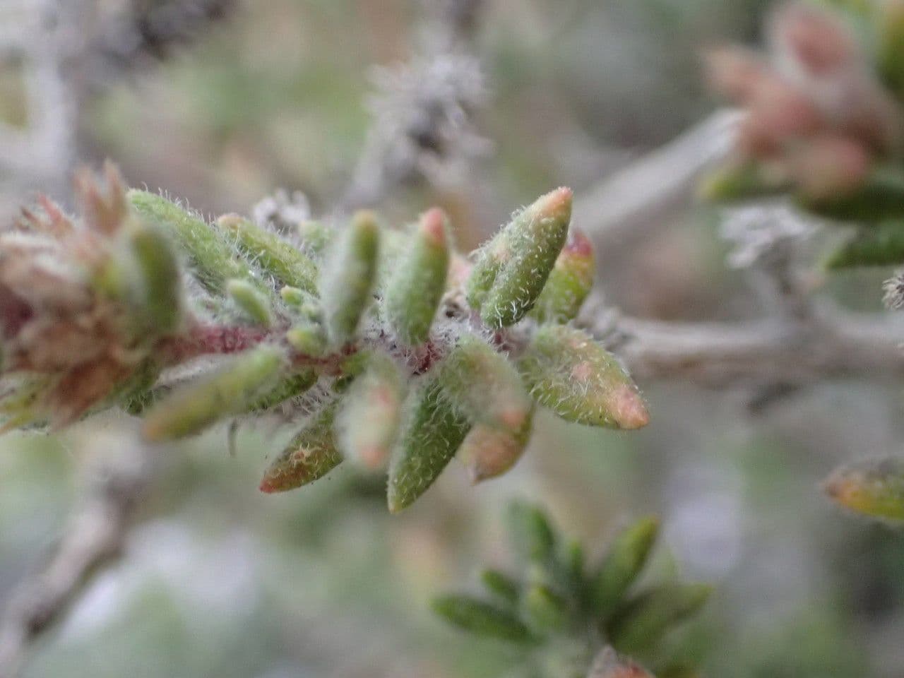 Micromeria 14