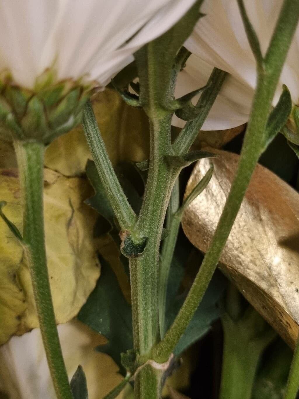 Callistephus chinensis 25