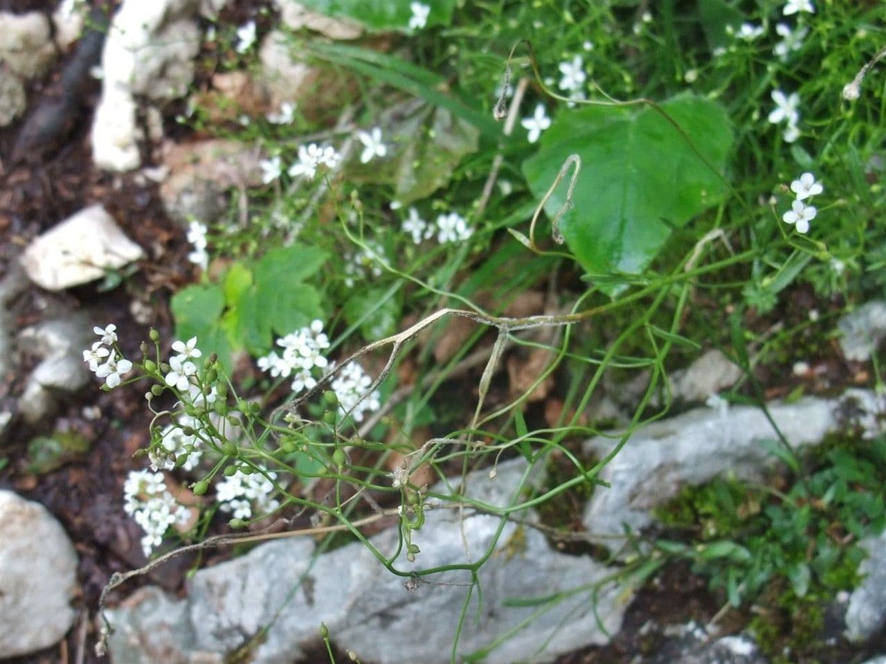 Coclearia sassifraga 11