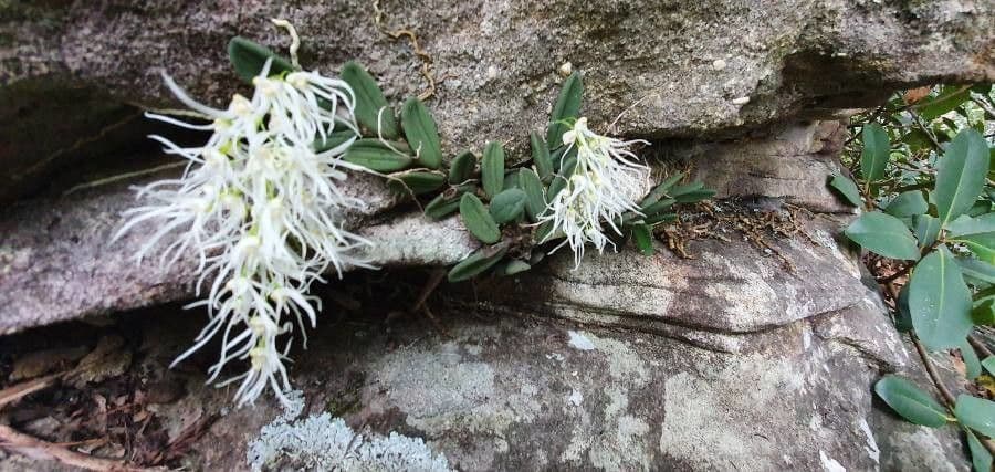 Dendrobium 5