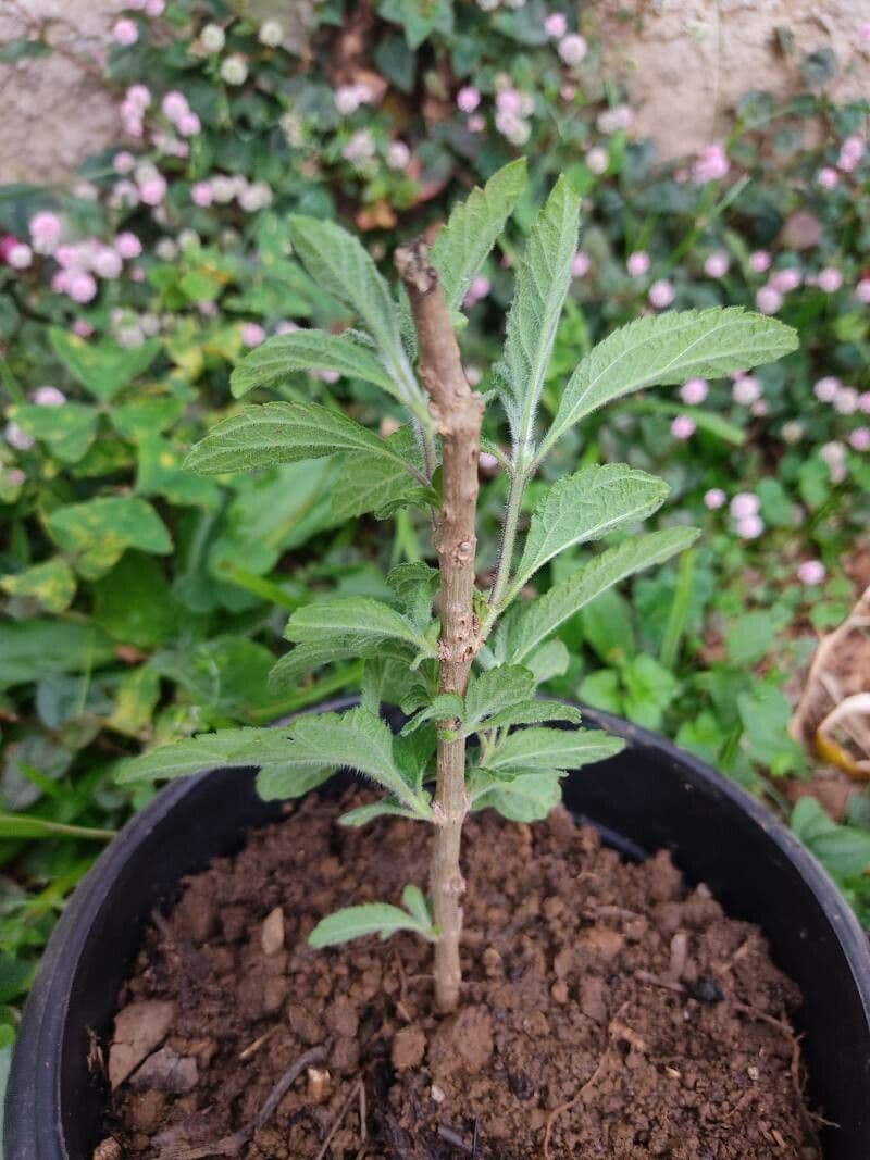 Lippia alba 11