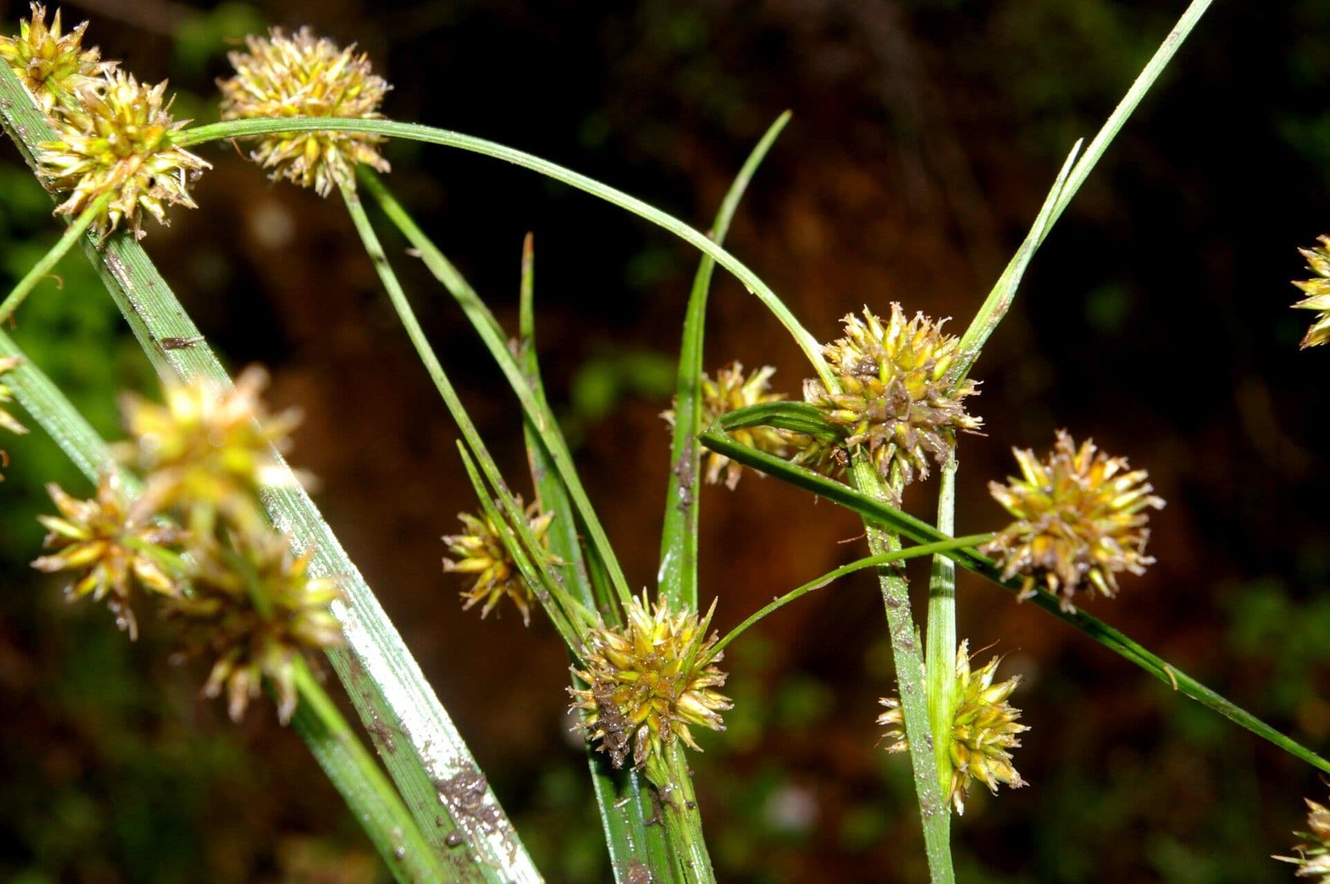 Rhynchospora 9