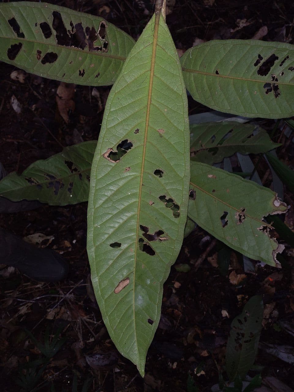Eugenia 2