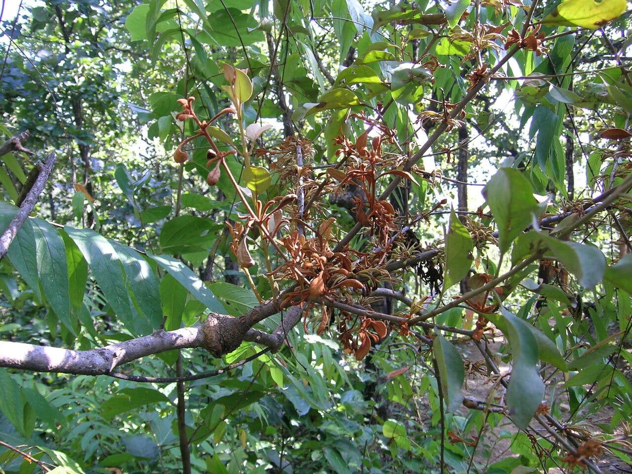 Scurrula parasitica 8