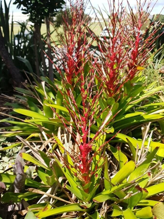 Guzmania monostachia 16