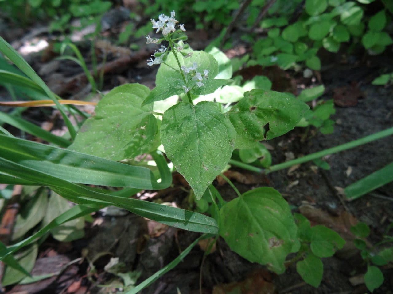 Alpen-Hexenkraut 7