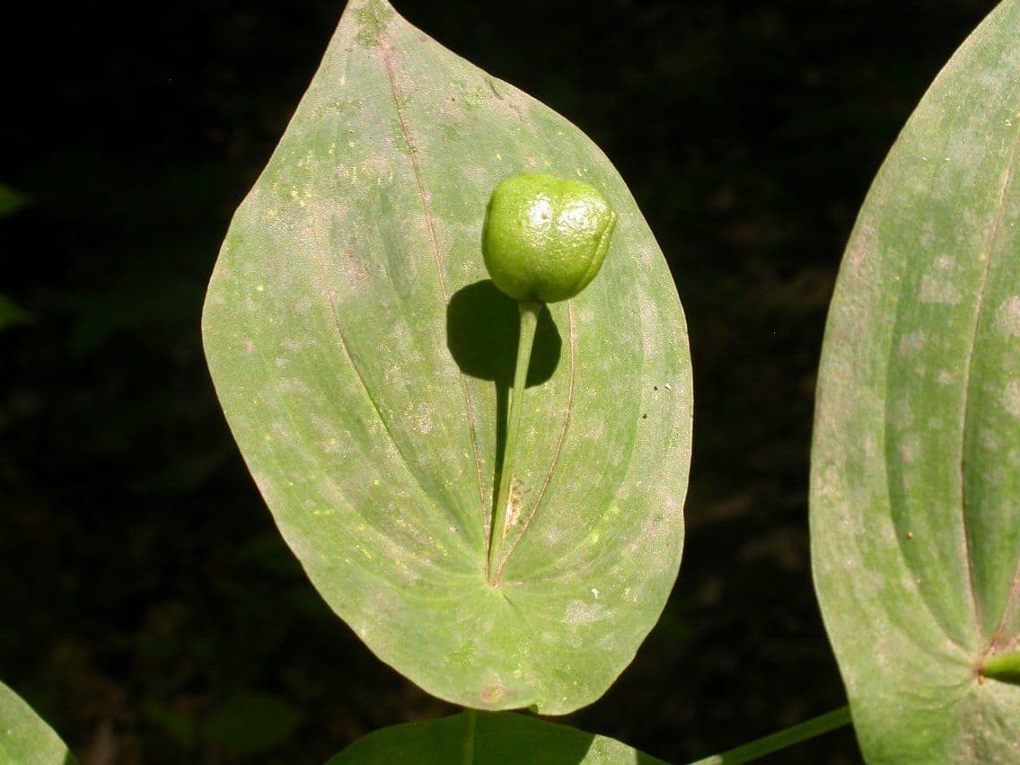 Uvularia grandiflora 3