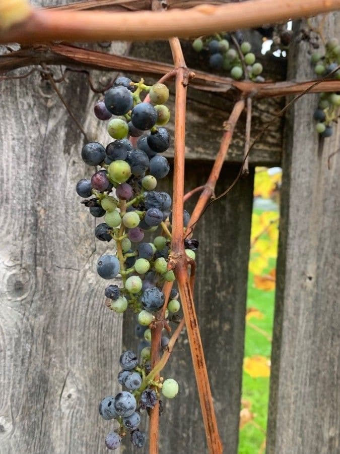 Fuchs-Weinrebe 5