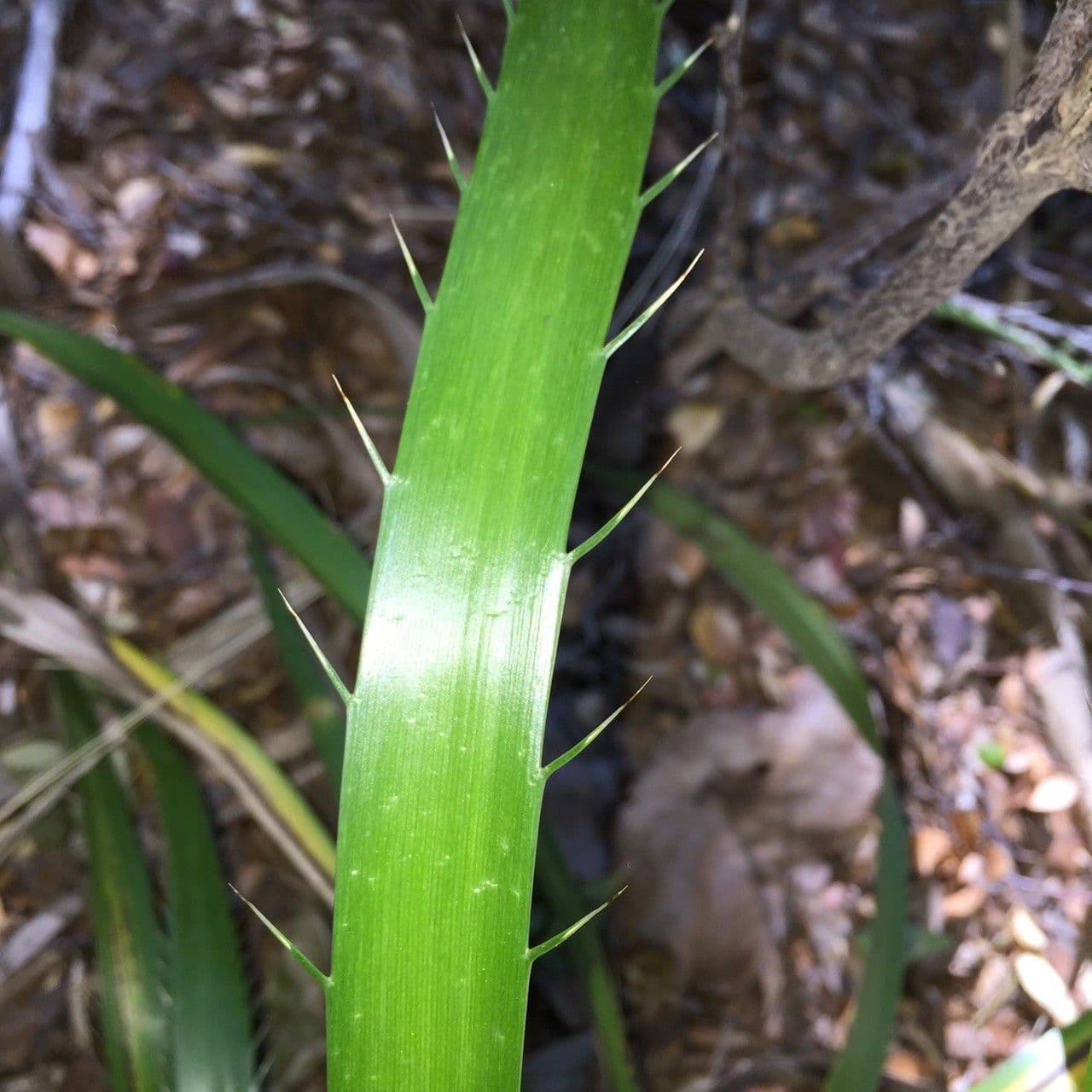Panicaut paniculé 14