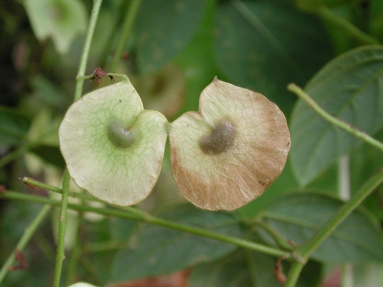 Desmodium 2