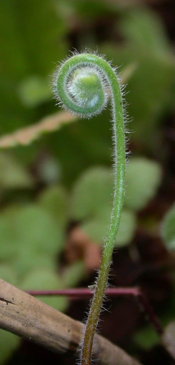 Hemionitis 7