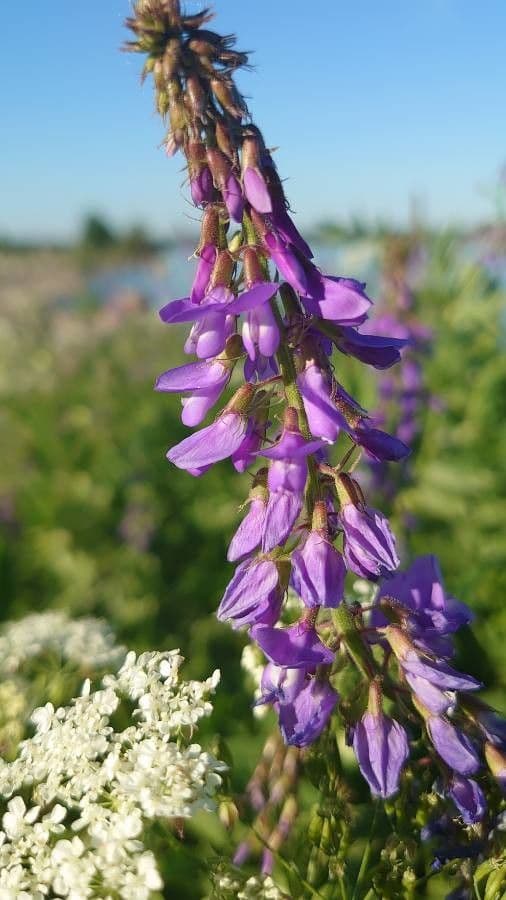 Fienarola orientale 7