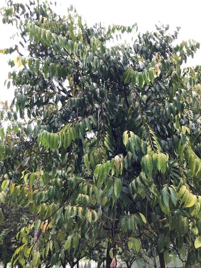Scorodocarpus