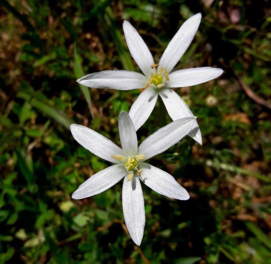 Ornithogale branchu 7