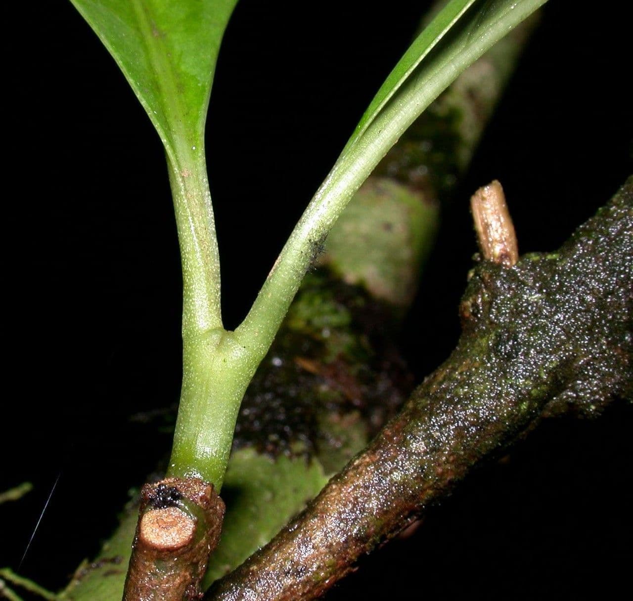 Palicourea 13