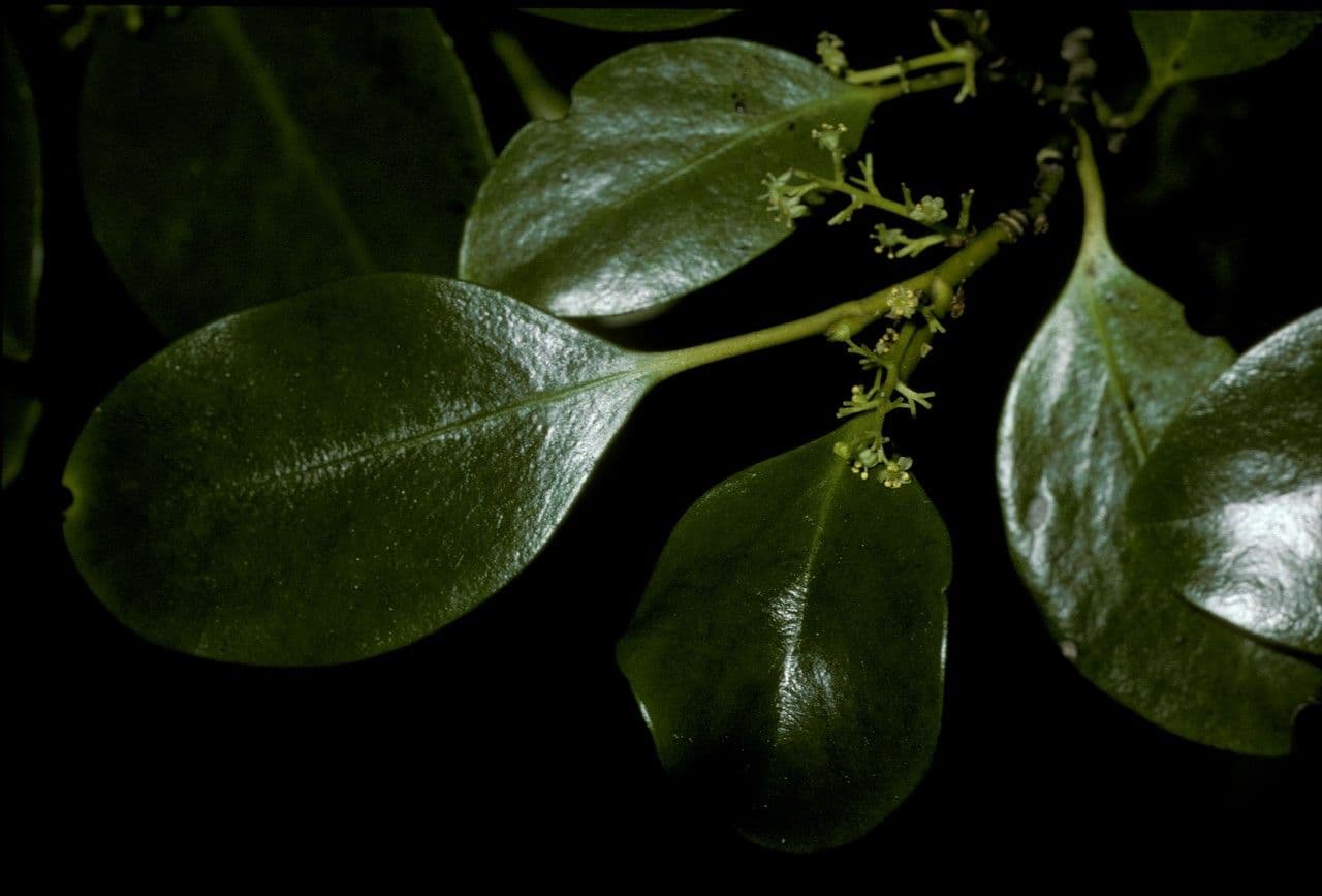 Griselinia 4