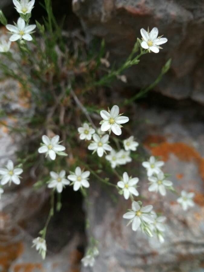 Minuartia setacea 6