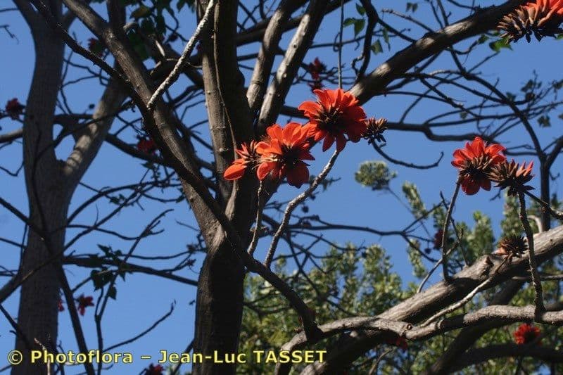 Kaffer-Korallenbaum 11