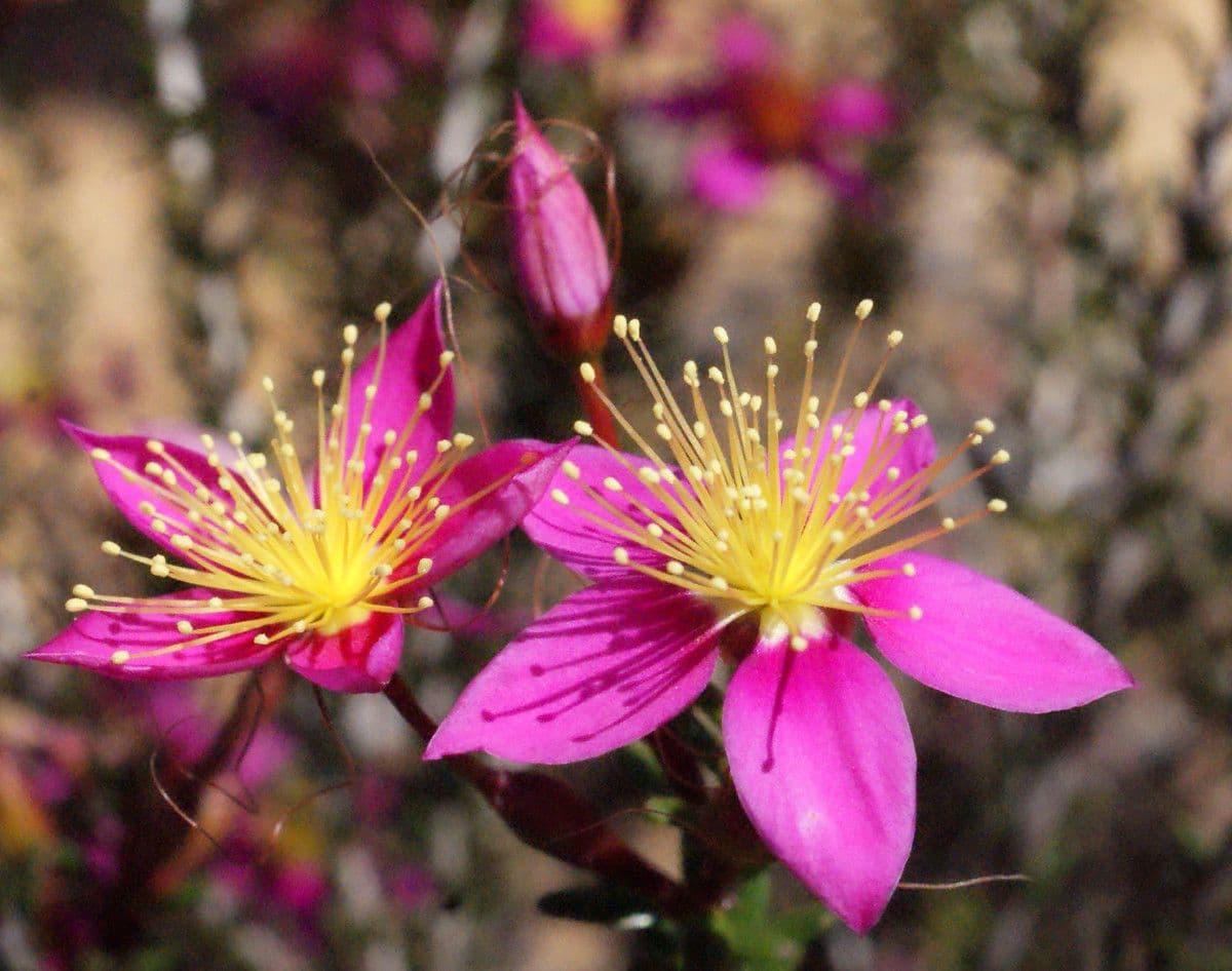 Calytrix 4