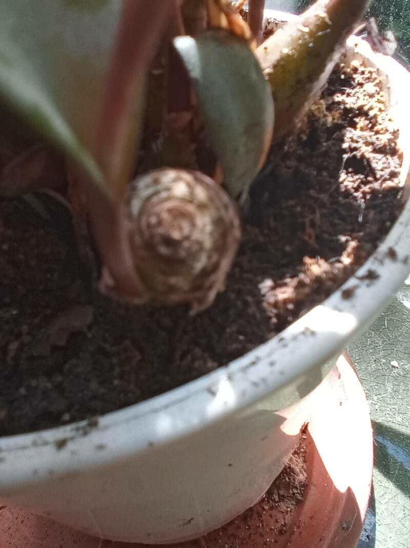 Ledebouria 30