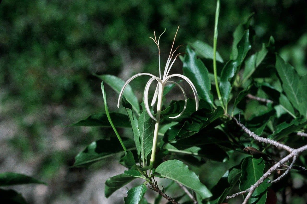 Exostema 8