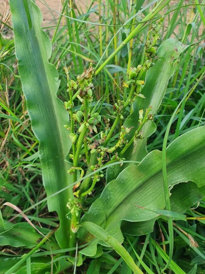 Chlorophytum gallabatense 12