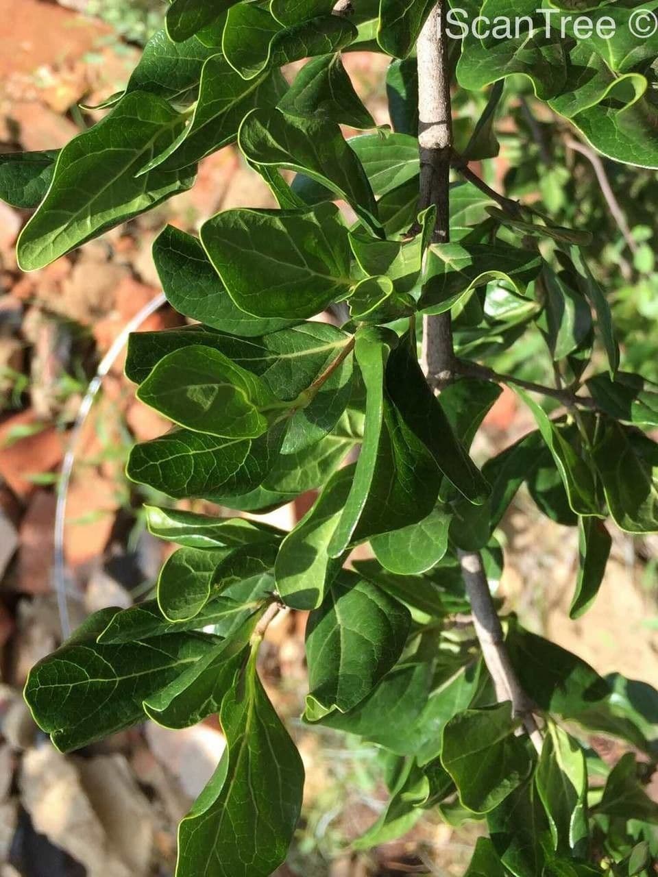 Afrocanthium 10